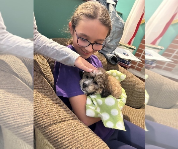 Medium Photo #12 Poodle (Miniature)-Shih-Poo Mix Puppy For Sale in SOUTH HAVEN, MI, USA