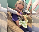Small #11 Poodle (Miniature)-Shih-Poo Mix