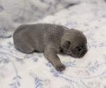 Small #4 French Bulldog