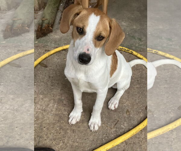 Medium Photo #1 Boxador Puppy For Sale in Slidell, LA, USA