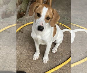 Boxador Dogs for adoption in Slidell, LA, USA