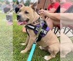 Small Photo #10 American Pit Bull Terrier-American Staffordshire Terrier Mix Puppy For Sale in Spotsylvania, VA, USA