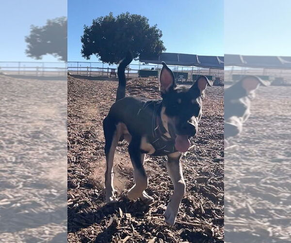 Medium Photo #15 Huskies -Labrador Retriever Mix Puppy For Sale in Dana Point, CA, USA