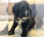 Small Photo #3 Cavachon Puppy For Sale in OAK LAWN, IL, USA