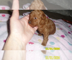 Poodle (Toy) Puppy for sale in DULUTH, GA, USA