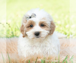 Small Photo #29 Maltipoo (Toy) Puppy For Sale in WARSAW, IN, USA
