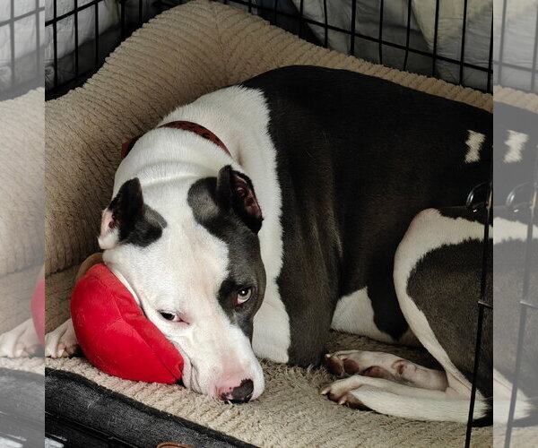 Medium Photo #24 American Pit Bull Terrier-Unknown Mix Puppy For Sale in Germantown, OH, USA
