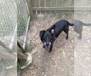 Mutt Dogs for adoption in Jackson, MS, USA