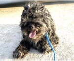 Small Poodle (Miniature) Mix