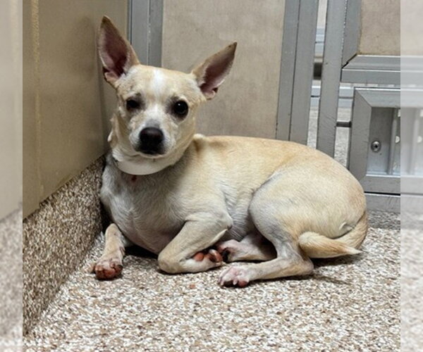 Medium Photo #1 Chihuahua-Unknown Mix Puppy For Sale in Fort Collins, CO, USA