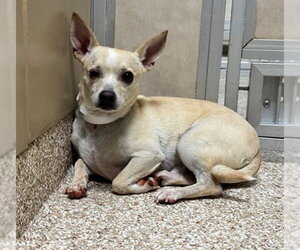 Chihuahua-Unknown Mix Dogs for adoption in Fort Collins, CO, USA