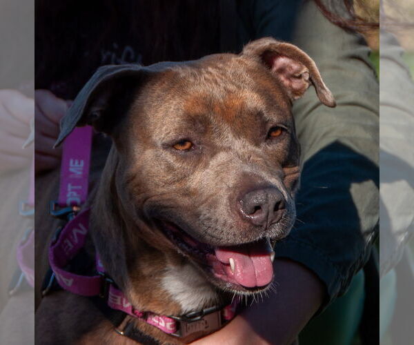 Medium Photo #3 American Pit Bull Terrier-Unknown Mix Puppy For Sale in San Jose, CA, USA