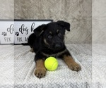 Small #5 German Shepherd Dog