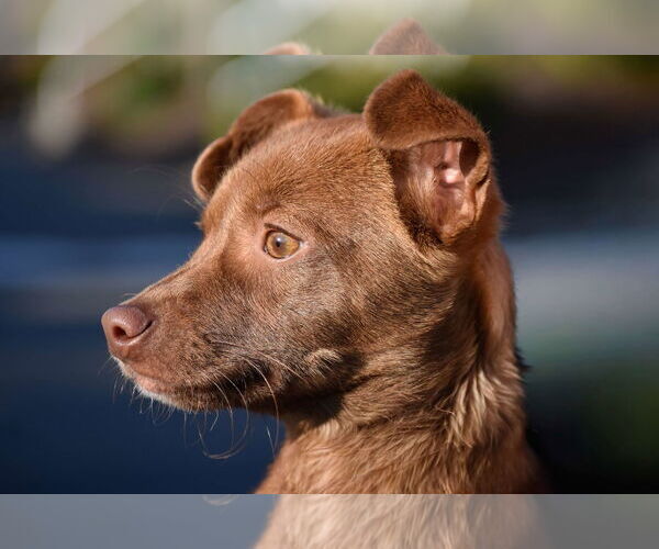 Medium Photo #4 Dachshund-Unknown Mix Puppy For Sale in Arlington, WA, USA