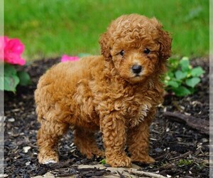 Poodle (Toy) Puppy for sale in FREDERICKSBG, OH, USA