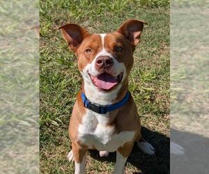Mutt Dogs for adoption in Plano, TX, USA