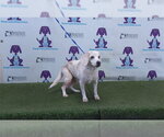 BAILEY - Male Beagle Dog for Adoption - Small photo