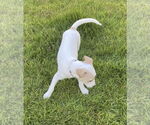 Small #3 Parson Russell Terrier Mix