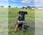 Puppy Zoe German Shepherd Dog