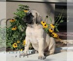 Small #3 Mastiff
