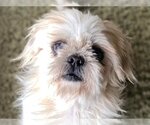 Small Photo #5 Shih Tzu-Unknown Mix Puppy For Sale in Fort Worth, TX, USA