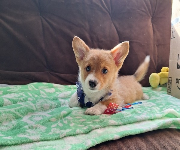 Medium Photo #36 Pembroke Welsh Corgi Puppy For Sale in ARROYO GRANDE, CA, USA