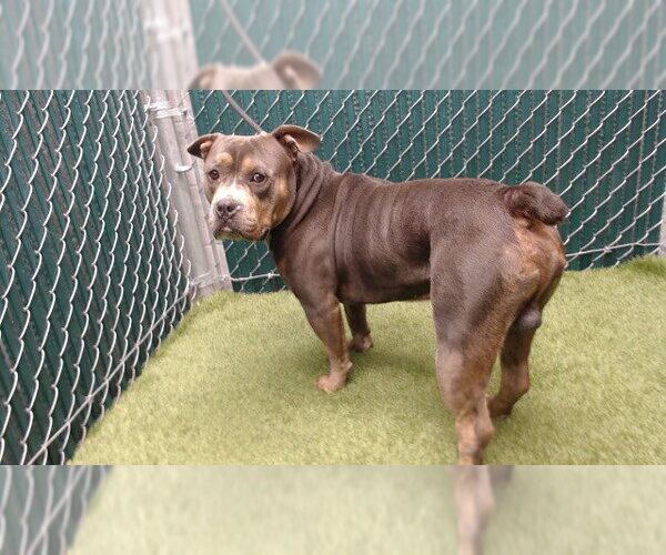 Medium Photo #1 Mutt Puppy For Sale in Downey, CA, USA