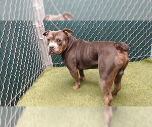 Mutt Dogs for adoption in Downey, CA, USA