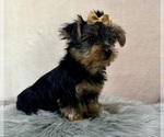 Small #6 Yorkshire Terrier