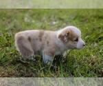 Small #7 Pembroke Welsh Corgi