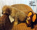 Small Photo #4 Goldendoodle (Miniature) Puppy For Sale in SHELBY TOWNSHIP, MI, USA