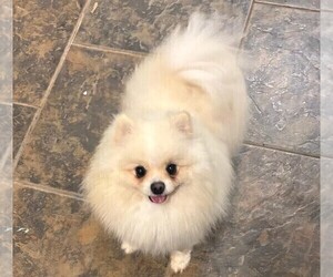 Father of the Pomsky puppies born on 04/21/2025