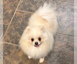 Small Photo #1 Pomsky Puppy For Sale in FRISCO, TX, USA