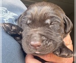Image preview for Ad Listing. Nickname: Brown collar