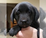Small #2 Labrador Retriever