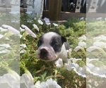 Small #5 Boston Terrier
