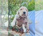 Small #1 Goldendoodle