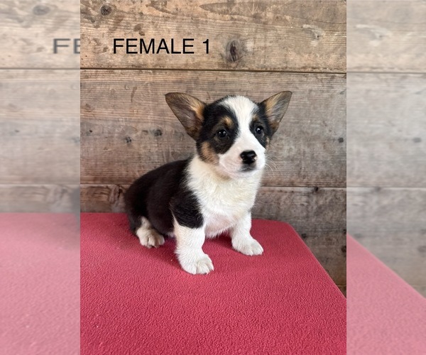 Medium Photo #10 Pembroke Welsh Corgi Puppy For Sale in VERMONTVILLE, MI, USA