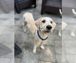 Small Labrador Retriever