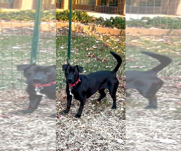Medium Photo #2 Dachshund-Labrador Retriever Mix Puppy For Sale in Tarrytown, GA, USA