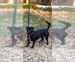 Small #1 Dachshund-Labrador Retriever Mix