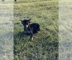 Small Photo #6 Miniature Pinscher Puppy For Sale in CANOGA, NY, USA