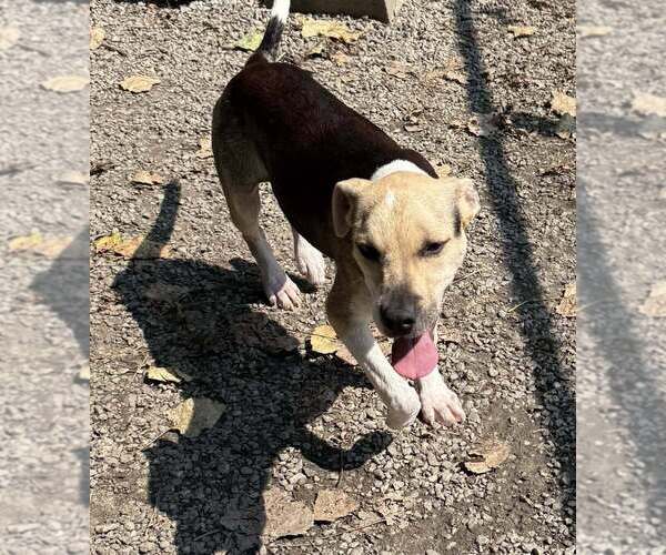 Medium Photo #2 Mutt Puppy For Sale in Elmsford, NY, USA
