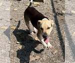 Small #1 Mutt