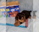 Small Photo #216 Yorkshire Terrier Puppy For Sale in AKRON, OH, USA