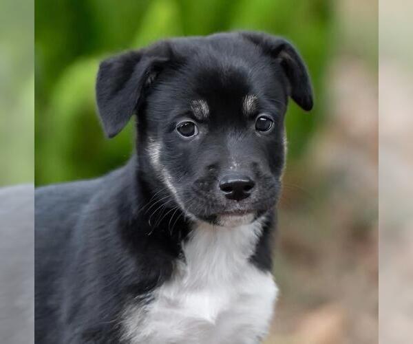 Medium Photo #3 Golden Retriever-Unknown Mix Puppy For Sale in San Diego, CA, USA