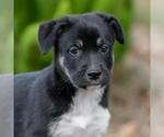 Small #2 Golden Retriever Mix