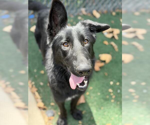 Medium Photo #1 German Shepherd Dog Puppy For Sale in Chula Vista, CA, USA