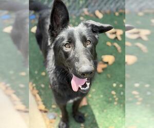German Shepherd Dog Dogs for adoption in Chula Vista, CA, USA