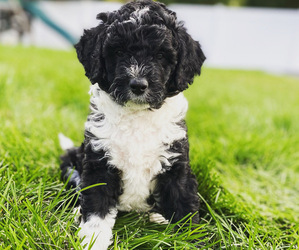 Aussiedoodle Miniature  Puppy for sale in MAPLETON, UT, USA
